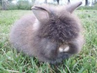 /album/conejos-y-cuyes-en-venta/images-jpg/