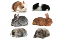 /album/conejos-y-cuyes-en-venta/razasconejosenanos-jpeg/